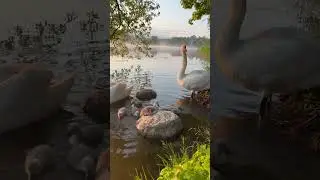 Активный малыш залез на столик. #лебедь #birds #swans #милоевидео #swan #nature #duck #малыш #мило