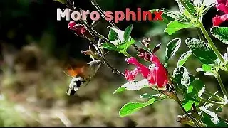 MORO SPHINX - Papillon Sphinx Colibri