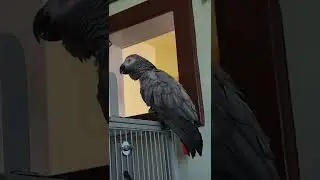 Louis Speaks Puppy 🐶 [Parrot Talk]