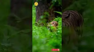 A gorgeous Tigress walks through the foliage in a typical monsoon setting at BR Hills #amazing