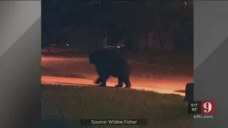 Video: Black bear seen around one Apopka home