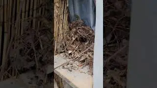 A Bird Nest in the shower. [ Van Life ]