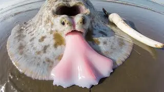 How 100 Different Animals Give Birth - Amazing Animal Births