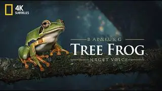 Barking Tree Frog The Sound That Fills the Southern Night
