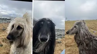 afghan hound funny 😁😆😅😍 🇦🇫