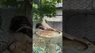 #animals #pets #Birds #Eagle #Sparrow #Dove #Parrot #Pigeon #egret #hawk  #duck #owl #Dog #Cat
