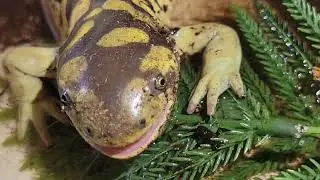Spotted Salamander vs Tiger Salamander | Behavior and Personality |