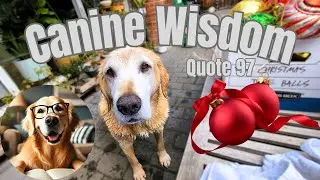 🤔💭SHOWER CHRISTMAS😏....CANINE WISDOM🐕 DOG QUOTE OF THE DAY #97
