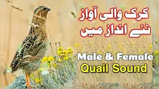 quail sounds 2026 | batair ki awaz2026