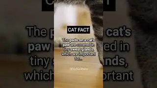 The Hidden Purpose Behind Your Cat's Adorable Paws #shorts #catfact #cat #catvideos