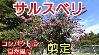 【サルスベリ2年目の冬の剪定】翌年の事を考え自然風にコンパクトに仕上げます