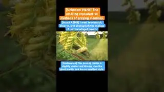 [Insect ASMR] I want to research, observe, and photograph the ecology of narrow-winged mantis.