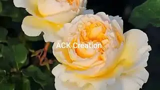 Beauty of nature #rose#tulip#spring#flower#garden#viral video #video#beautiful flowers #nature