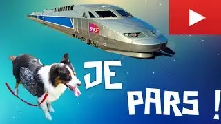COMMENT PARTIR EN VACANCES ET VOYAGER AVEC SON CHIEN BERGER AUSTRALIEN / AUSSIE/ BORDER COLLIE /BEBE