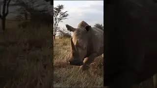 Rhino CHARGE! 🦏