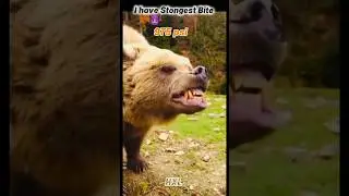 I have strongest bite force ☠️😱☠️ bite force comparison #animals #attitude #youtubeshorts