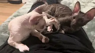 4 month old Cornish Rex kittens 🐱 