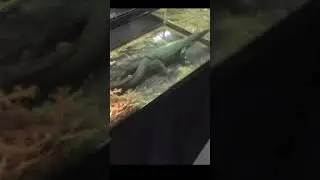 Black Dragon Lizard &ndash; Nature&rsquo;s Real-Life Mini Godzilla!
