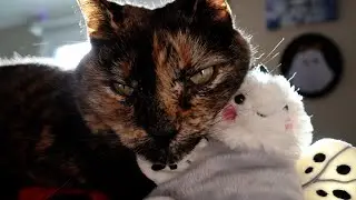 Pretty cat snuggles with toy