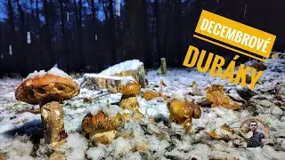 Huby Hriby Houby 1.12.23 | Decembrové zasnežené dubáky | hubárčenie v snehu nahuby v zime