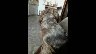 Єва відчуває коли ти йдеш 😢🐕 #doglife #puppy #cute #pets #sad #loyal