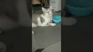 vary nice video Cat 😻😻😻😻😻😻😻