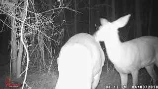 Pappa Bear Video Critters