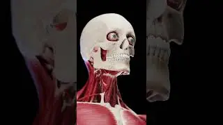 Facial Muscles in 3D | Exploded View Animation