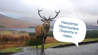 Накшатра Мригашира. Планеты и пады. Особенности. Характеристики. Ведическая Астрология.
