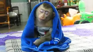 Awesome Monkey Baby Mori Feel Sleepy And Try To Sleep When Dodo Disturb