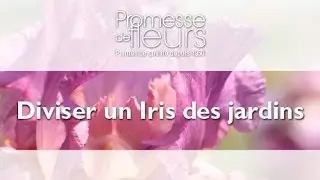 Diviser un Iris des jardins, vid&eacute;o jardin
