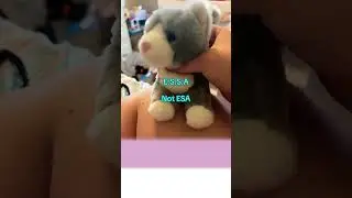 Emotional Support Stuffed Animal! #douglas #puppy #dogaccessories #essa #cute #collar #pets