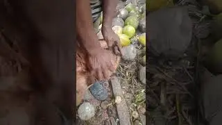 BIG and Brown Coconut Easy to Peel 🥥 #shorts #coconuts #fruit #bigcoconut #easytopeelcoconut