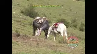 LOS APUS Y FALLCHAS DE MAMARA