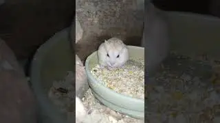 so adorable 😍#pets #cutepet #hamsters #hamsterlucu #cute #cuteanimal
