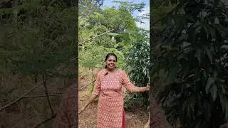 ഇന്നത്തെ താരം കപ്പയാണ്. കുറച്ച് കപ്പയിടാം.#gardening #tapioca #malayalam #kerala