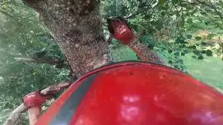 From Start to Finish: Arborist's Birch Tree Removal Project
