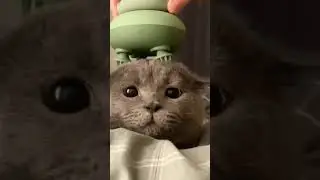 Котики#мем#funny#мило#cat#cote