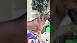 Roxy growing up!! Transformation From 30 day's to 4 months||kombai puppy||