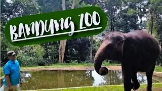 BANDUNG ZOO ANIMAL COLLECTION | KEBUN BINATANG BANDUNG 2020