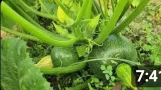 चाइना कद्दू की खेती दस लाख की कमाई!!  pumpkin farming  .की रिकॉर्डतोड़ पैदावार।कद्दू की अच्छी खेती। 