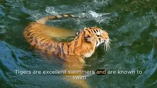 5 Facts about Giants of the Jungle: Discovering the World of Tigers #tiger