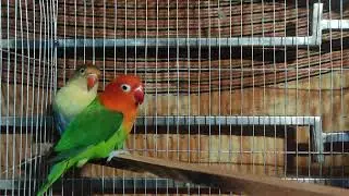 Perblue fischer x Green opaline Pair 💥💥💥