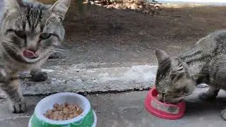 🔥🐾 Два Кото-Клона Подружились! / Two Cat Clones Became Friends! 🔥😻