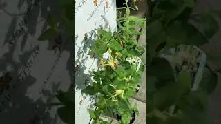 Lonicera japonica Halliana | Gardencentrum.net #gardencentrum  #gradina #planteornamentale