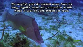 Hogfish