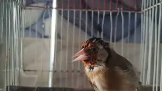 تغريد الحسون