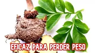 &iquest;QU&Eacute; ES EL GLUCOMANANO?