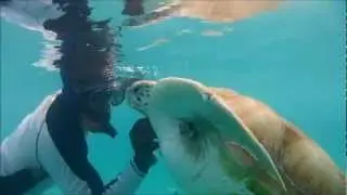 Tickling a Turtle