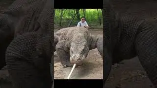 क्या Komodo Dragon ज़हरीले होते हैं | #shorts #wildlife